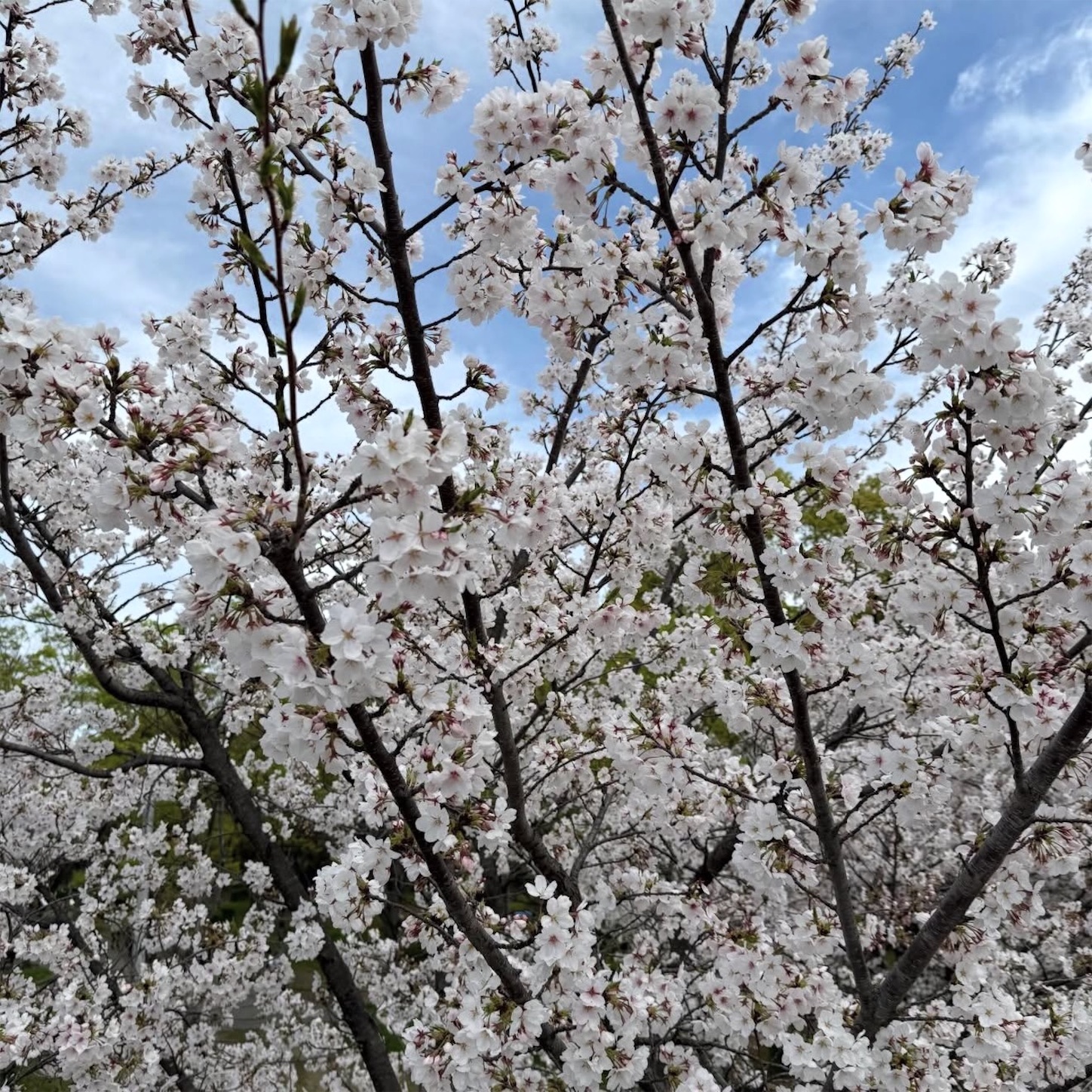 桜宮橋からの桜4