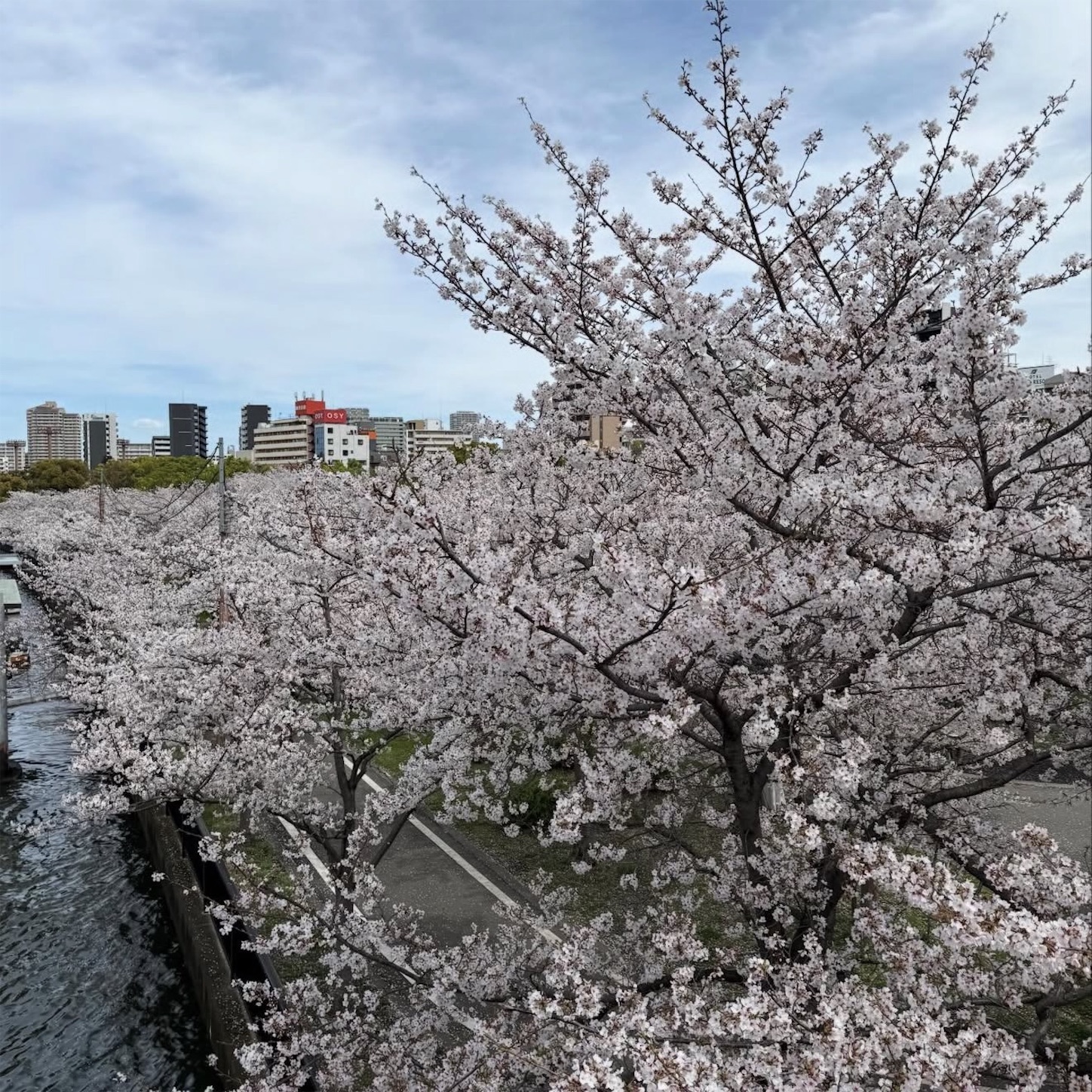 桜宮橋からの桜3