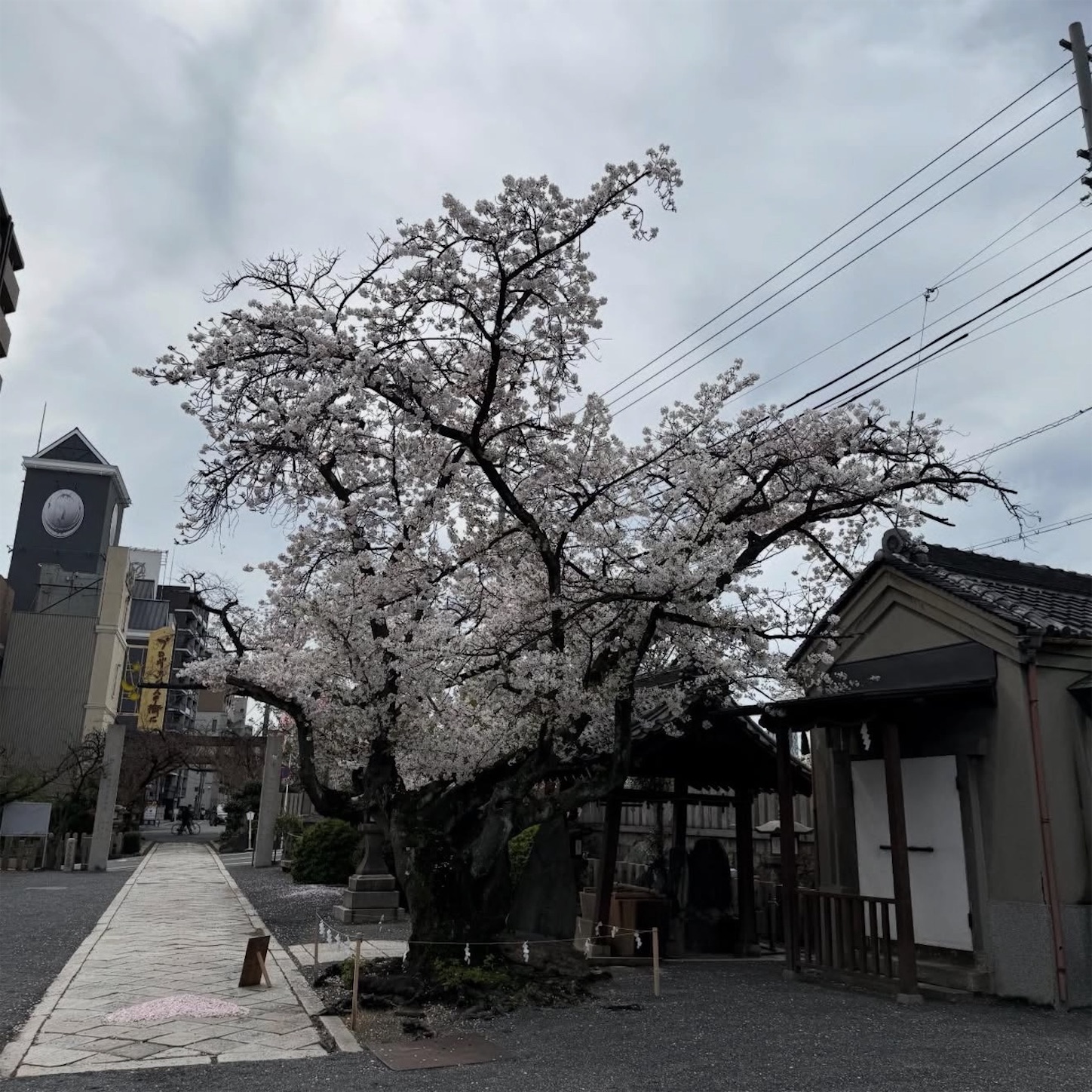 桜宮神社（櫻宮）の桜3