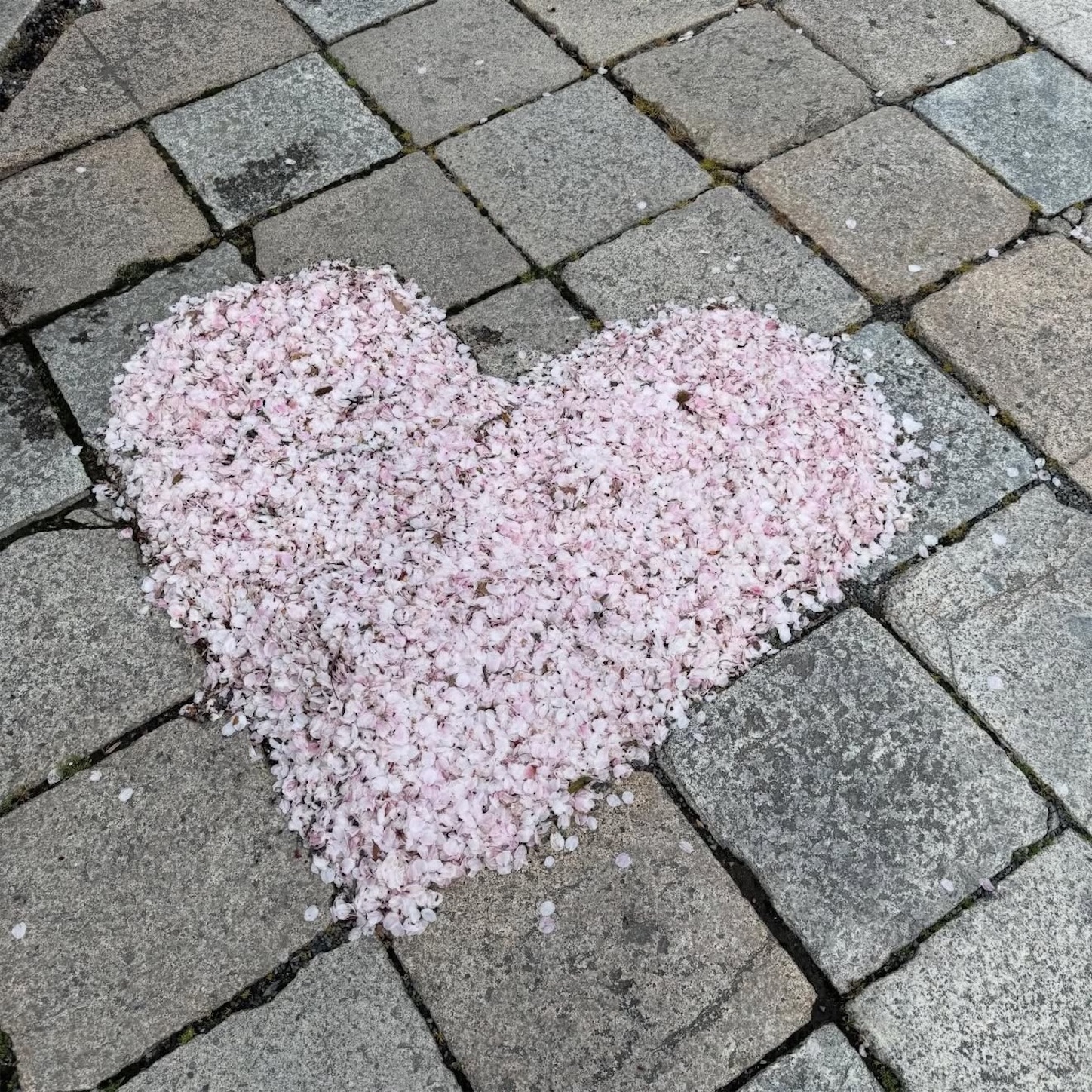桜宮神社（櫻宮）の桜1