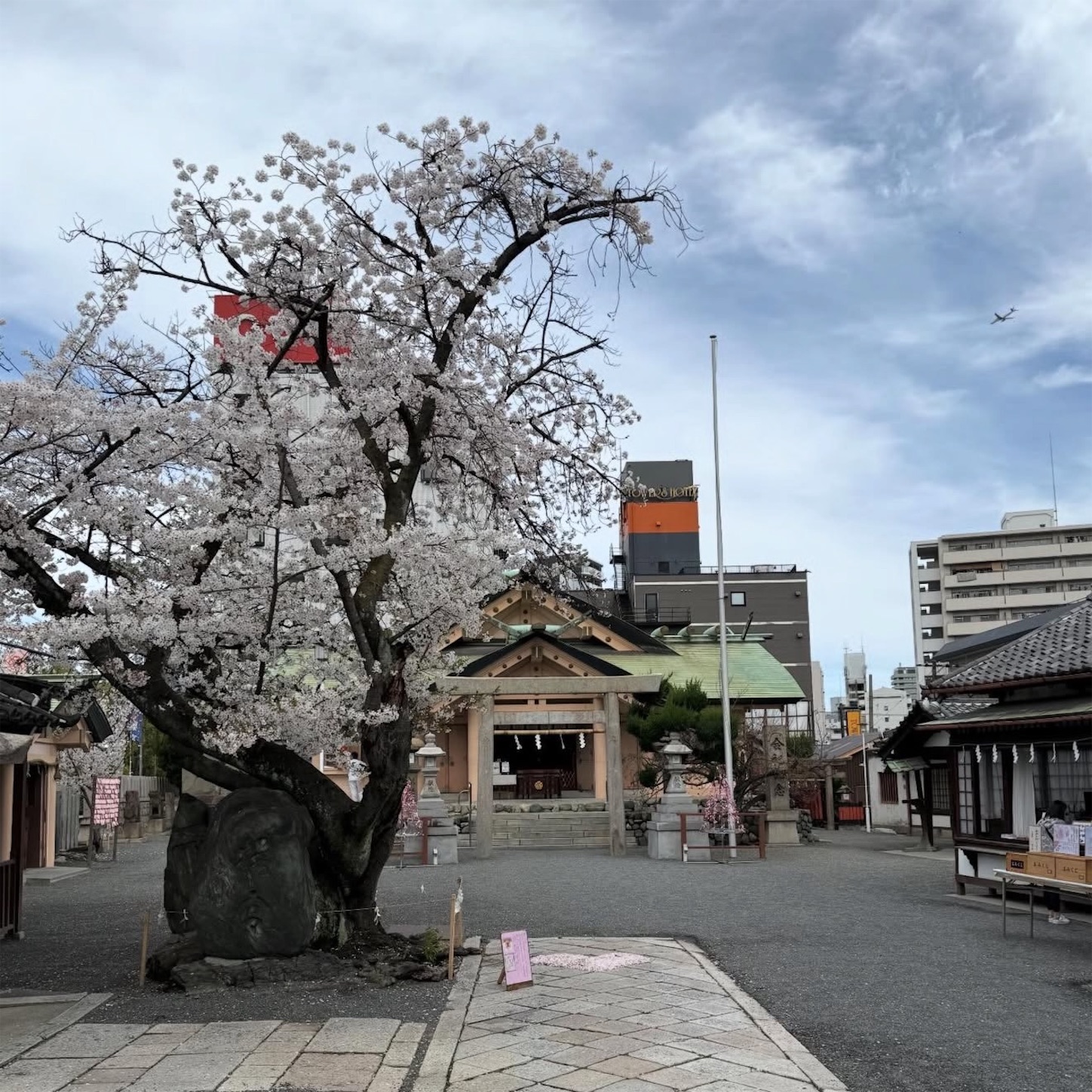 桜宮神社（櫻宮）の桜2