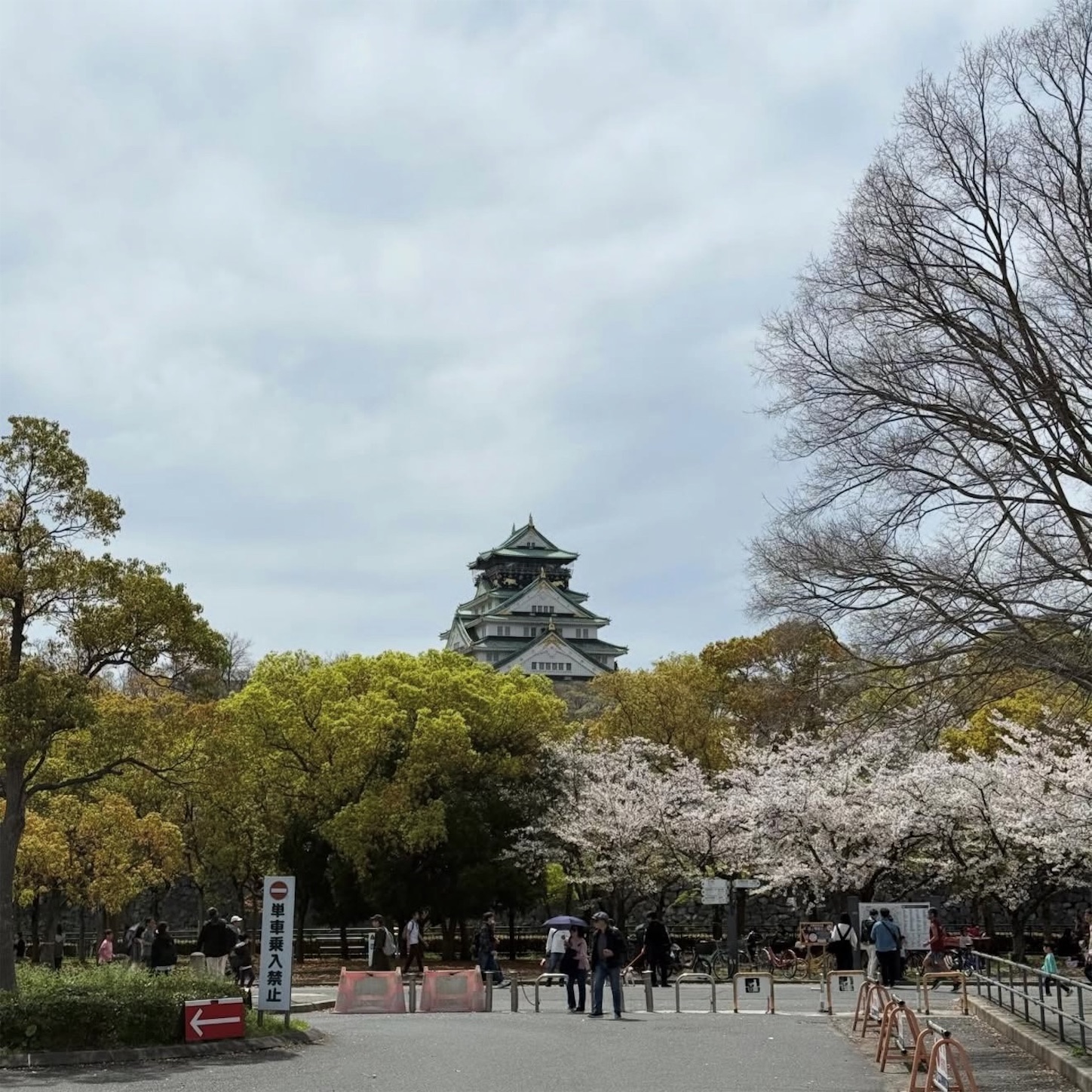 大阪城公園の桜1
