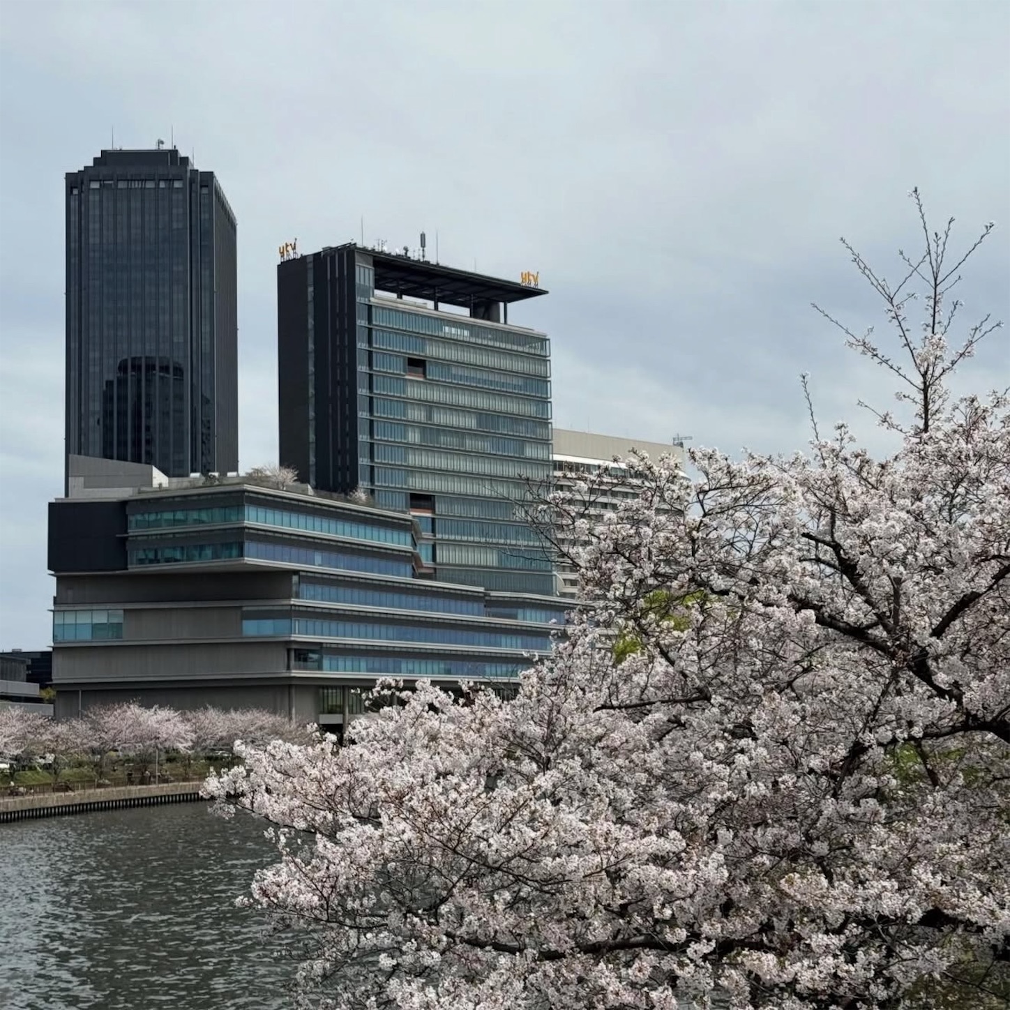大阪城公園の桜2