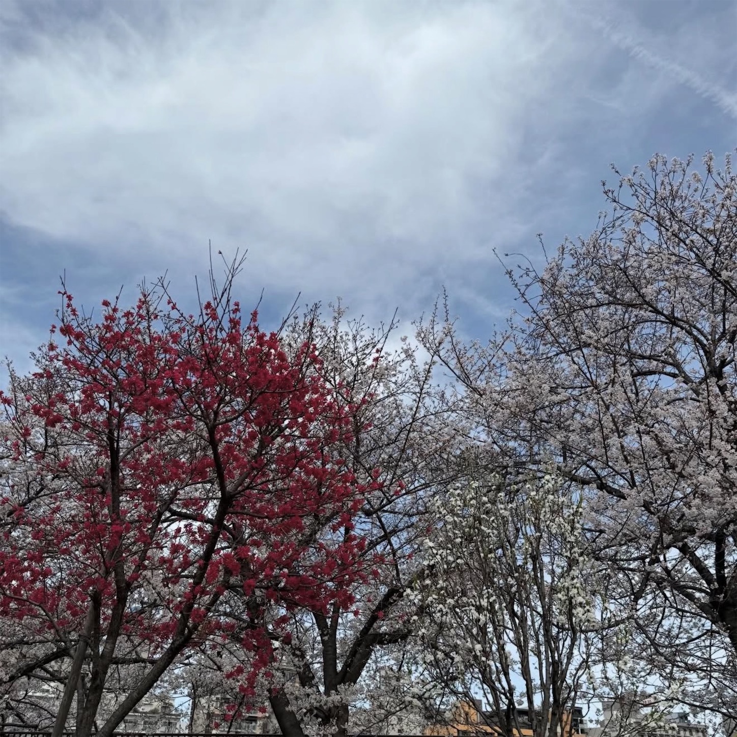 大阪城公園桃園にて2