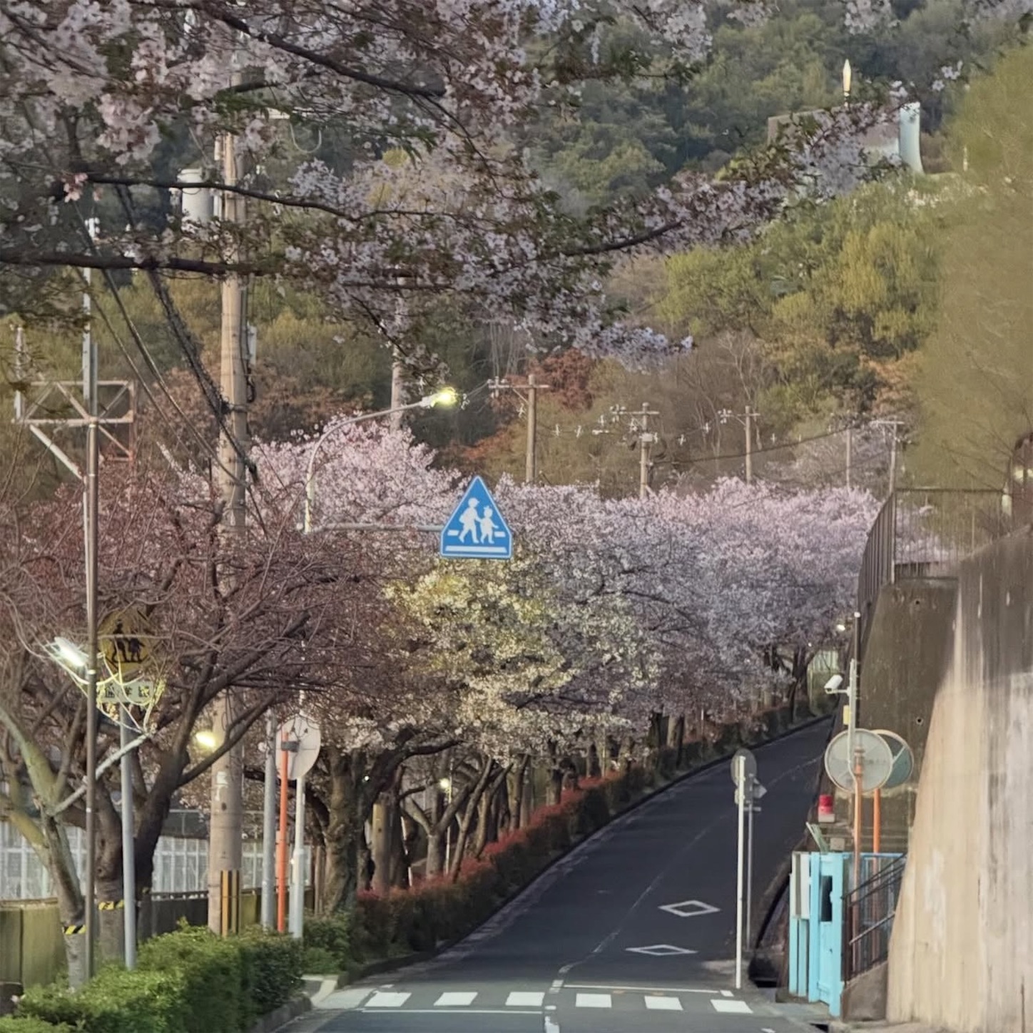 石切駅東側の桜1
