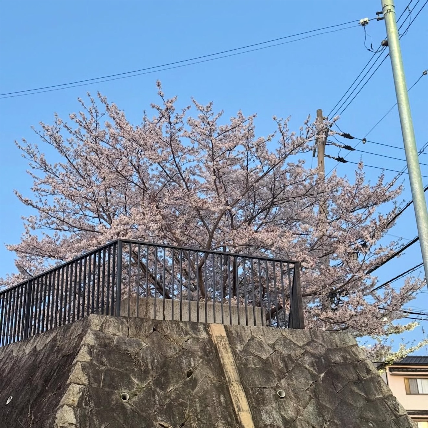 石切駅東側の桜2