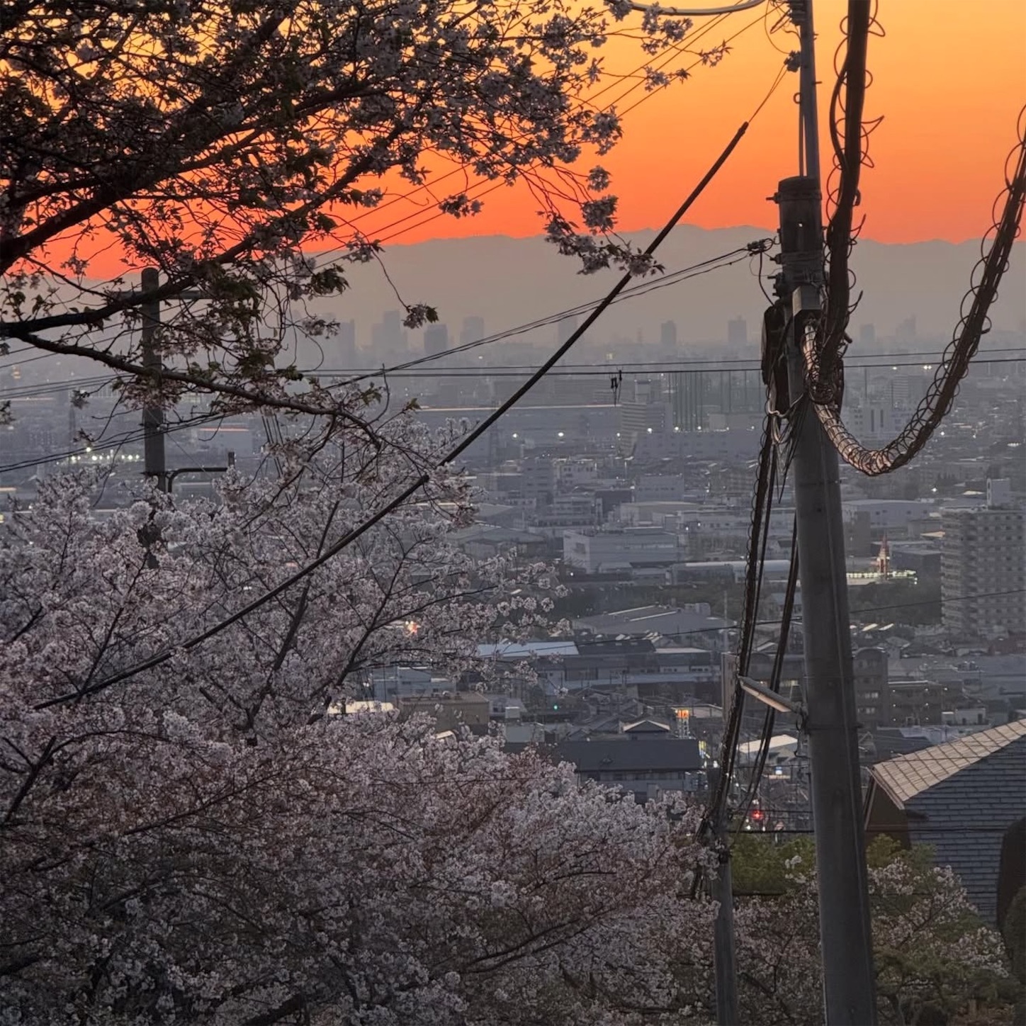 石切駅西側の桜2