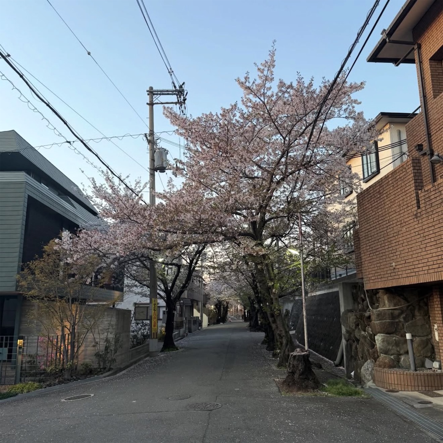 石切駅西側の桜4