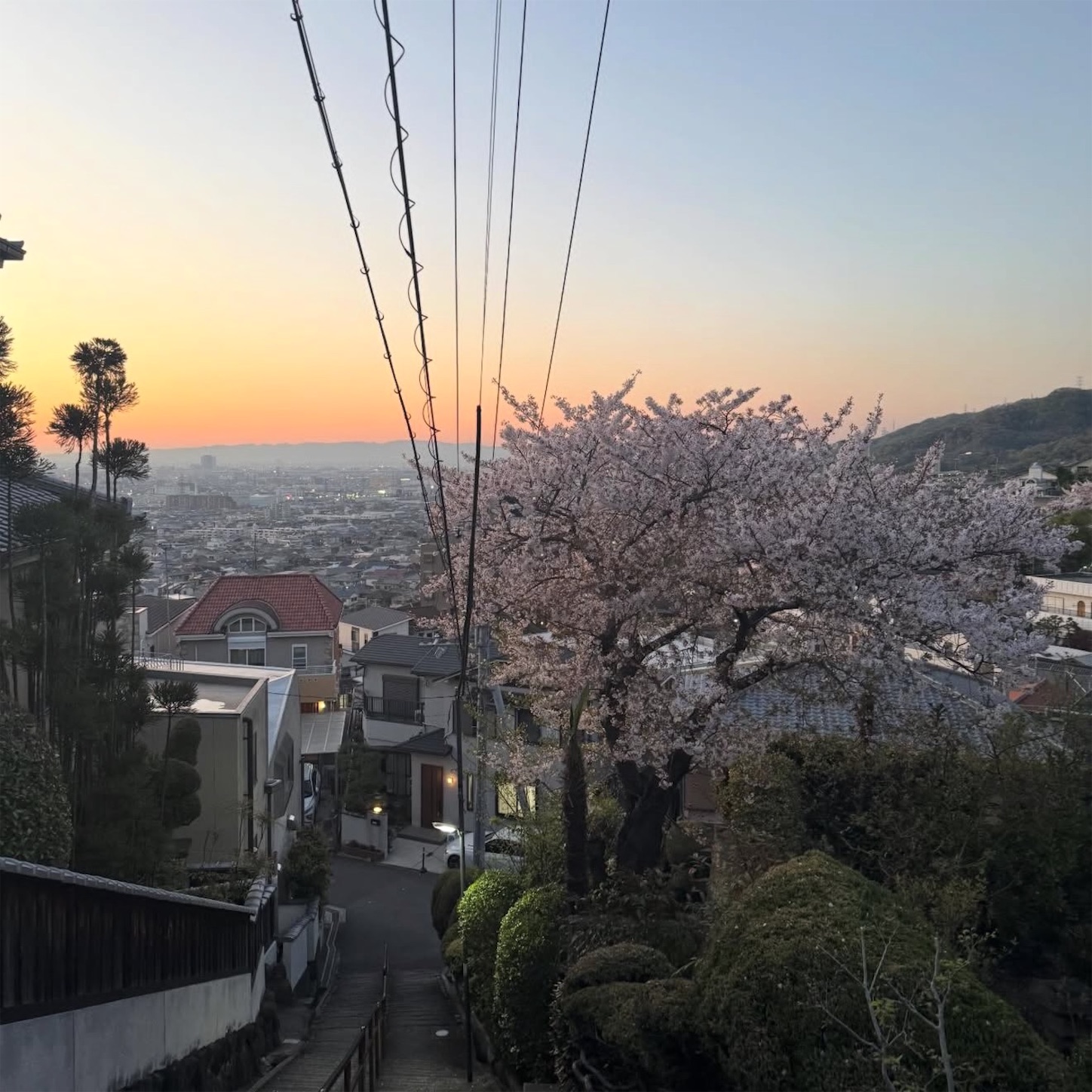 石切駅西側の桜3