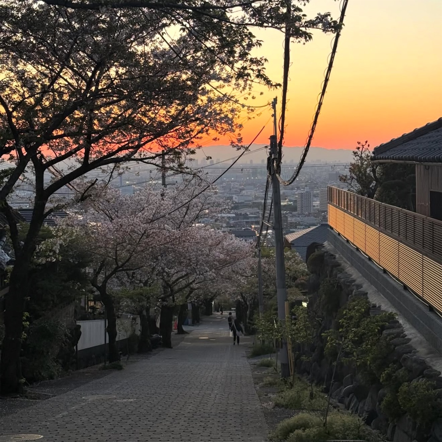 石切駅西側の桜1