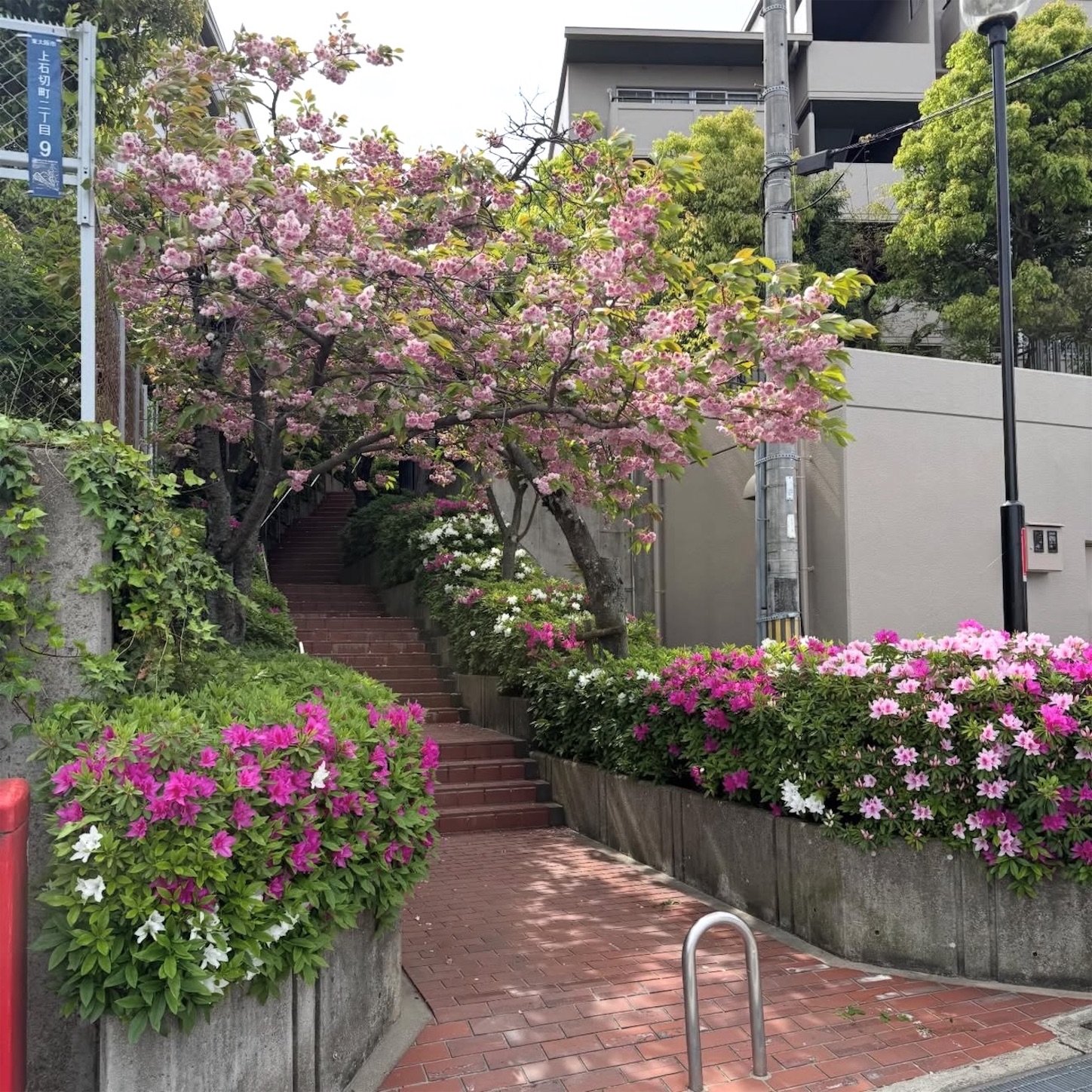 石切駅東側の八重桜とツツジ2