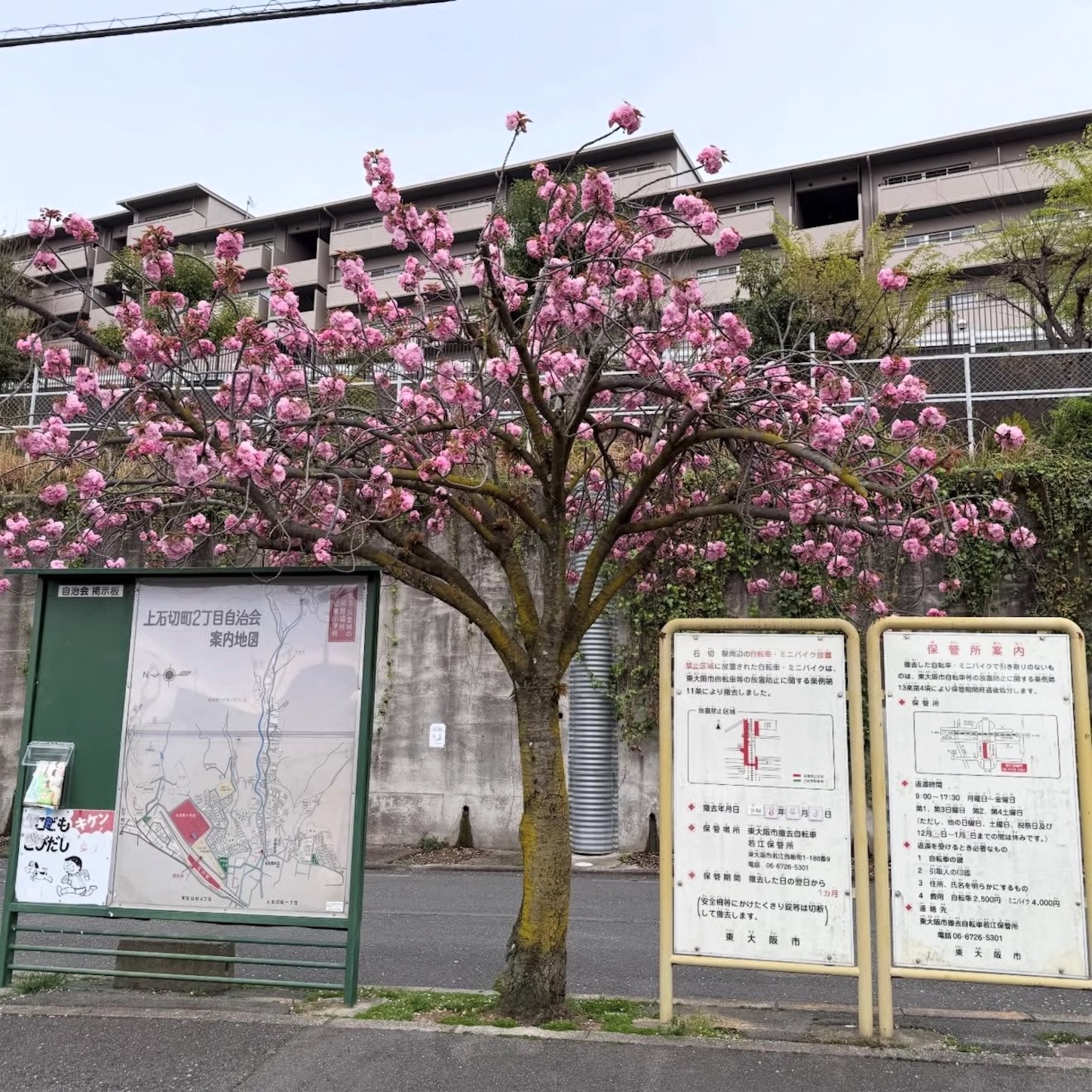 石切駅東側の八重桜2