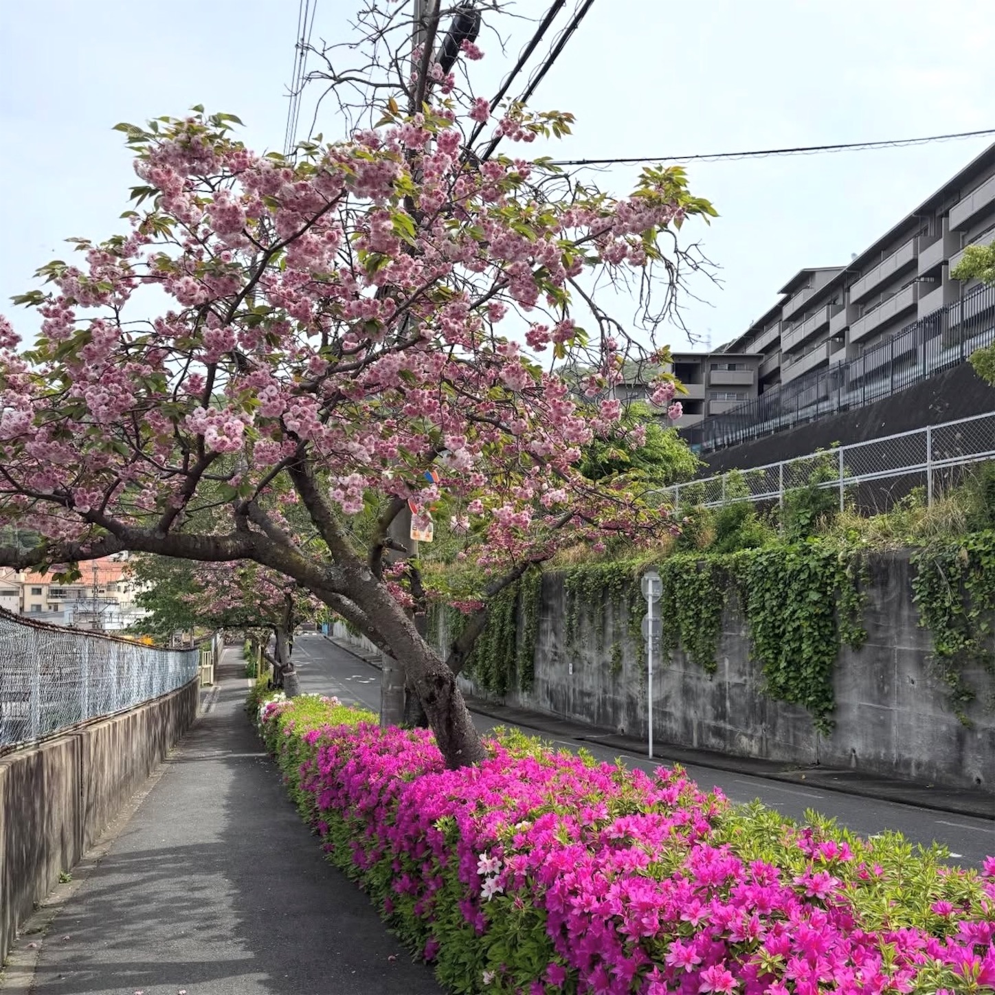 石切駅東側の八重桜とツツジ1