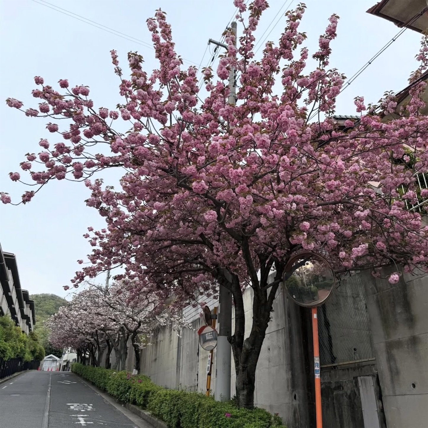 石切駅東側の八重桜1