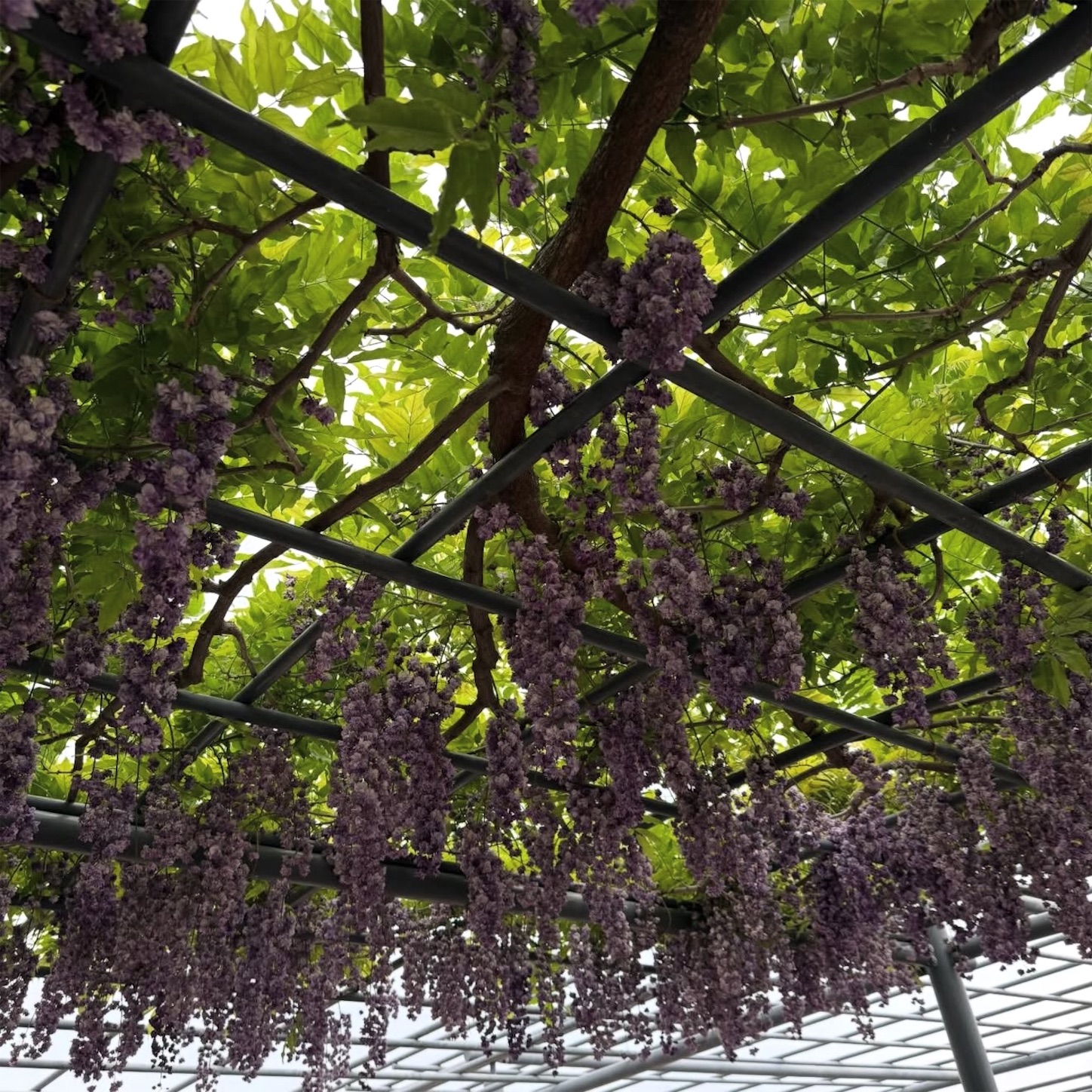 平和のバラ園の藤棚3 平和のバラ園の藤棚3
