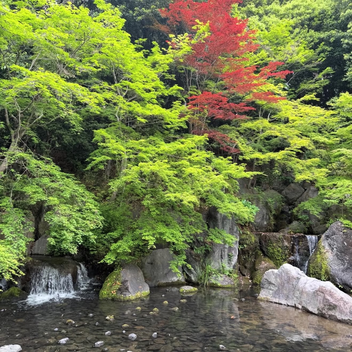 万博記念公園の日本庭園4 万博記念公園の日本庭園4