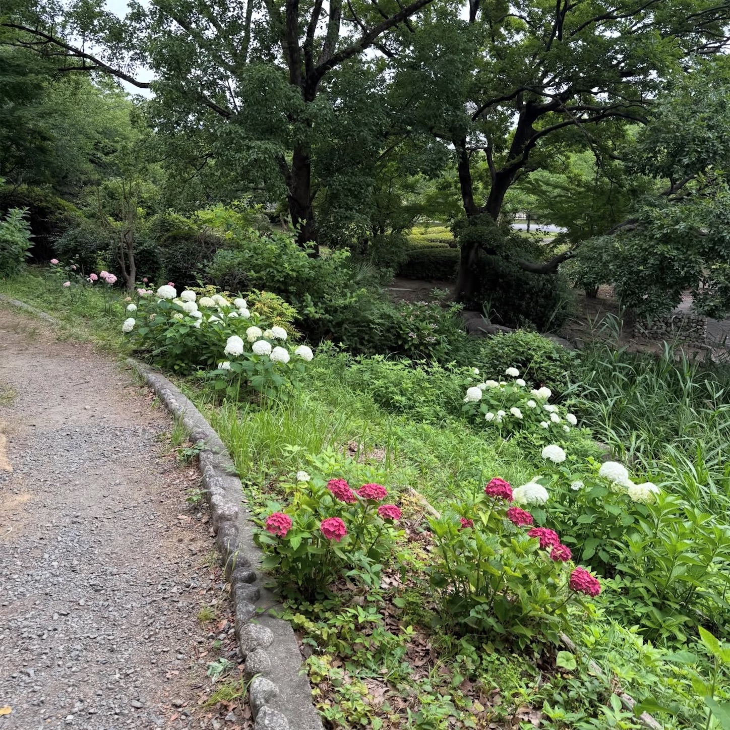 大阪城公園のあじさい3