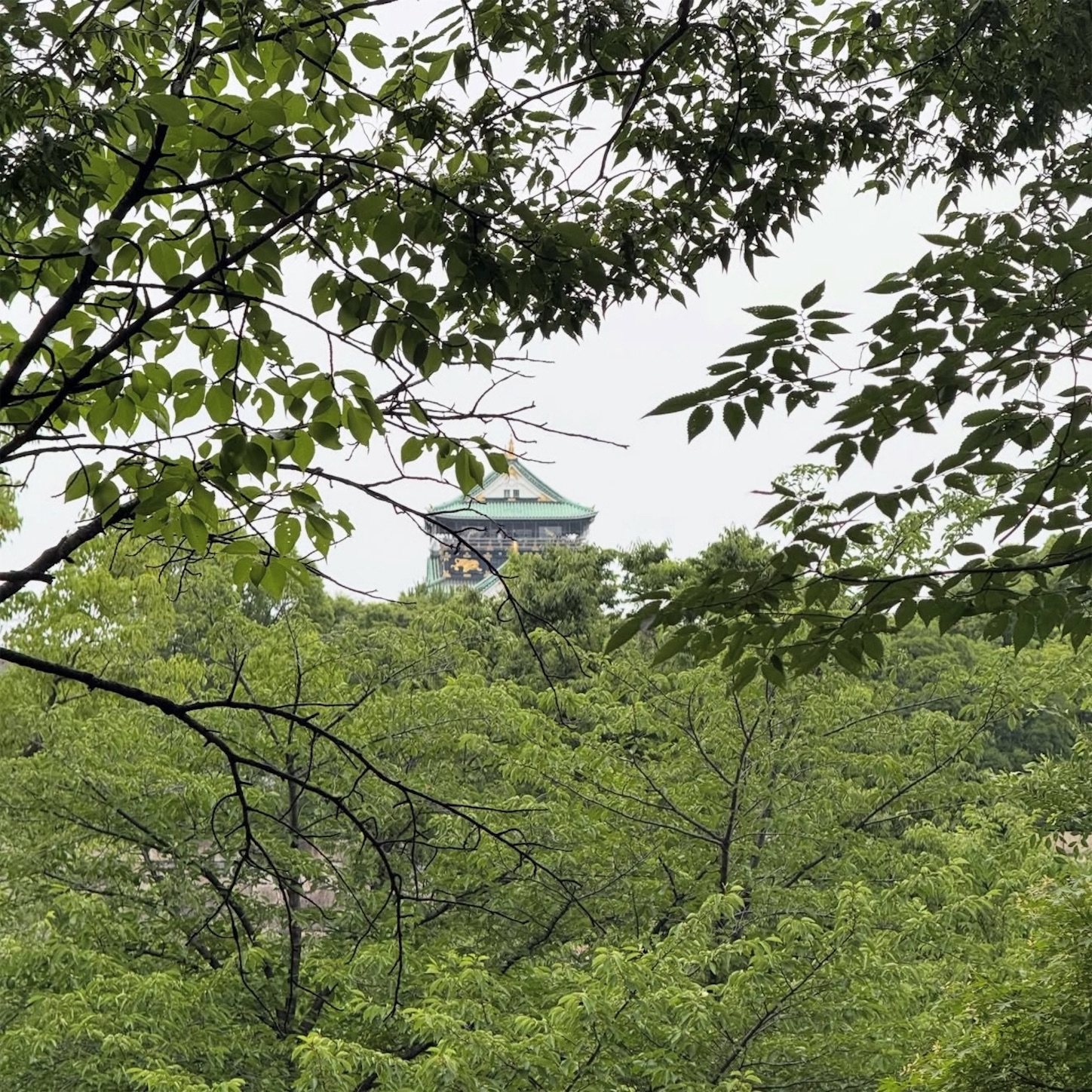 垣間見えた大阪城天守閣