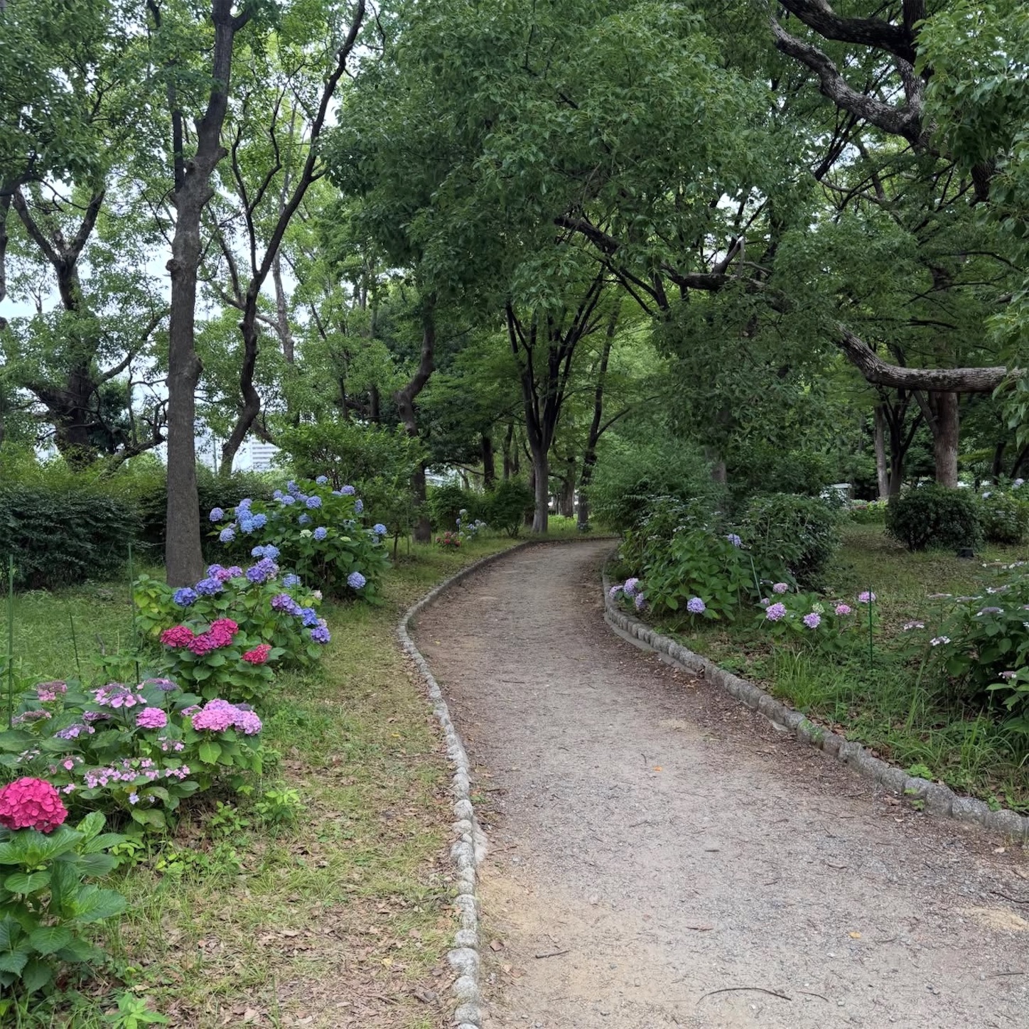 大阪城公園のあじさい2