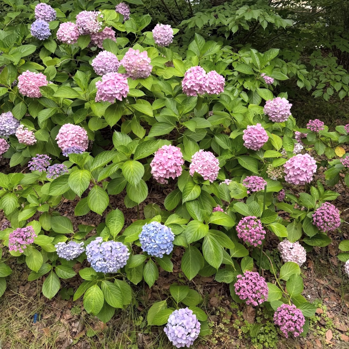 大阪城公園のあじさい1