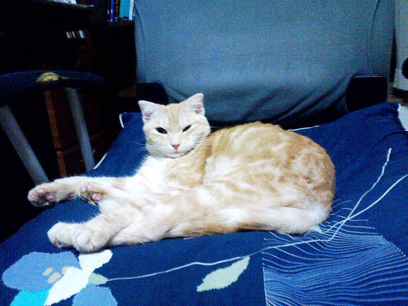 f:id:yaneurao:20071016190655j:image:w400