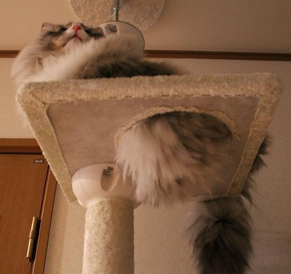 f:id:yaneurao:20110316101848j:image:w600