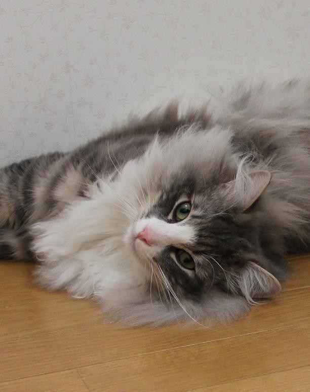 f:id:yaneurao:20110517065847j:image:w400