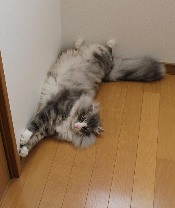 f:id:yaneurao:20110517065848j:image:w400