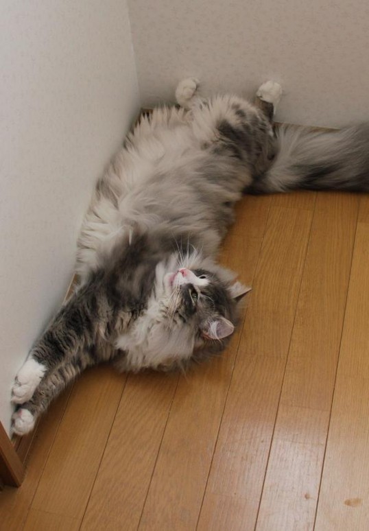 f:id:yaneurao:20110517065850j:image:w400