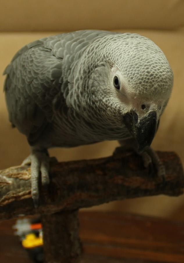 f:id:yaneurao:20120219092932j:image