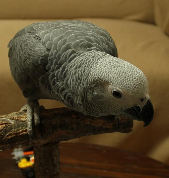 f:id:yaneurao:20120219092933j:image