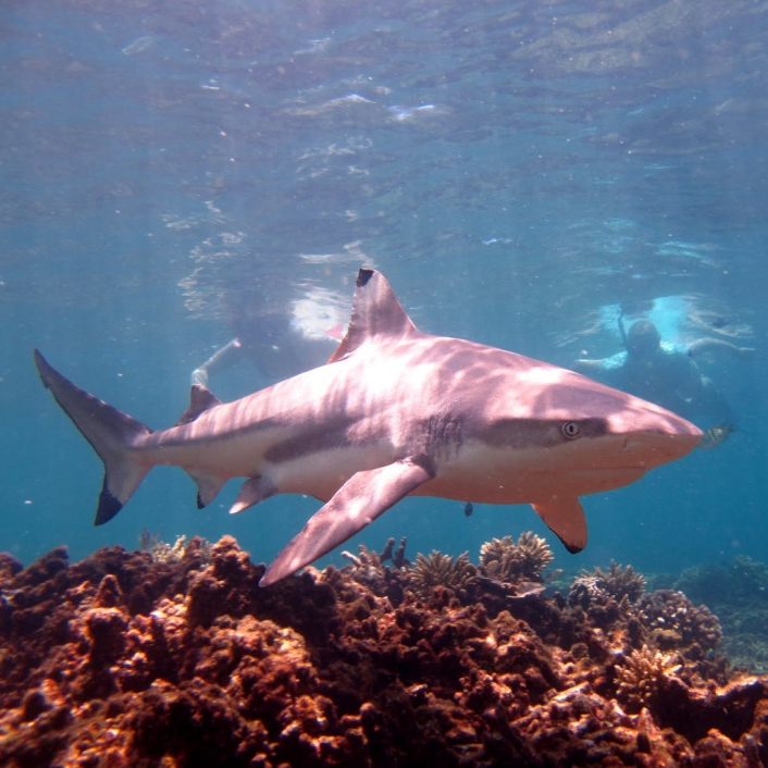 f:id:yangpingsan:20190622214105j:plain