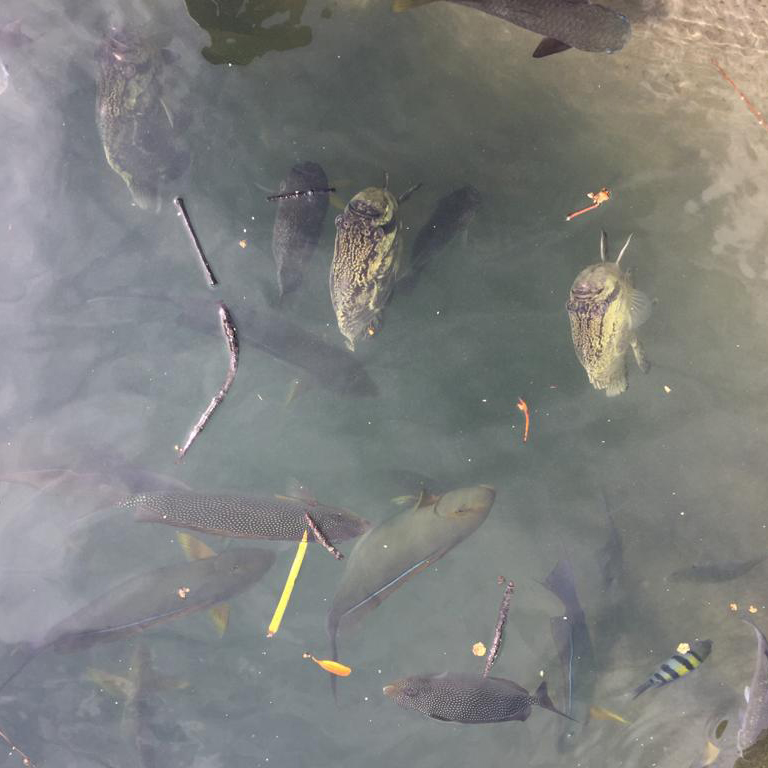 f:id:yangpingsan:20191218143324j:plain