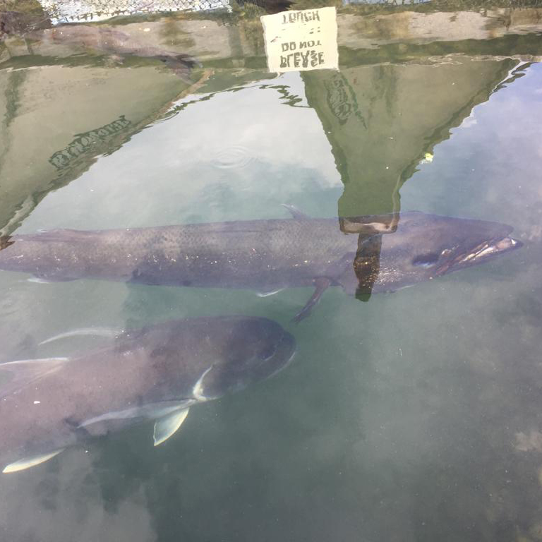 f:id:yangpingsan:20191218143455j:plain