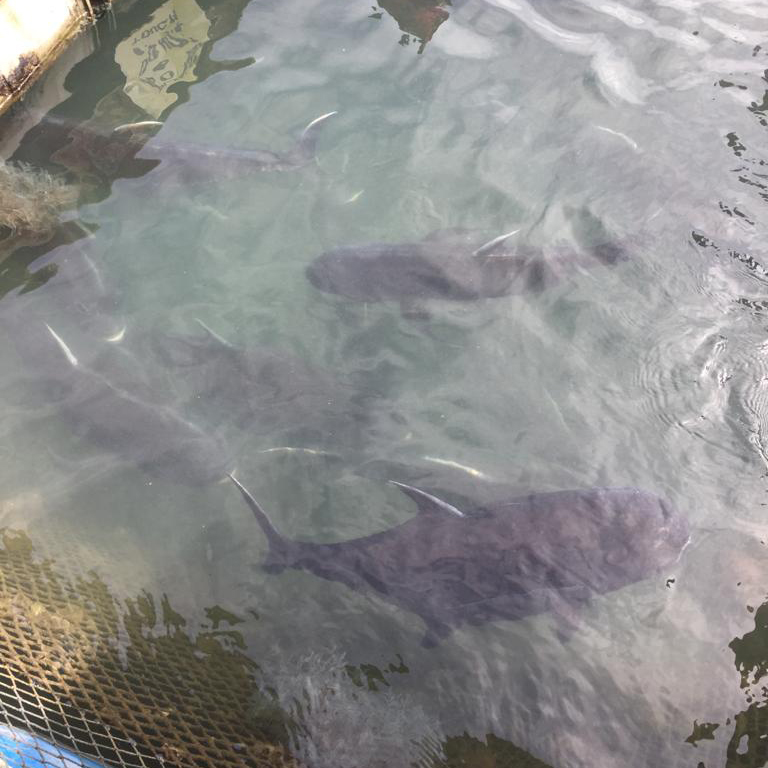 f:id:yangpingsan:20191218143524j:plain