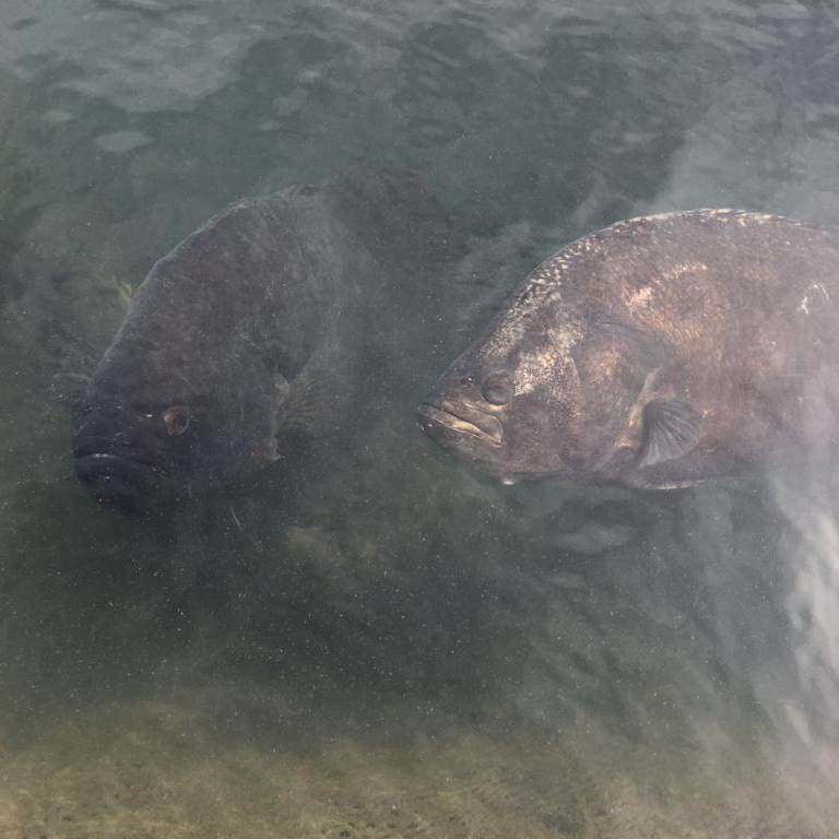 f:id:yangpingsan:20191218143527j:plain