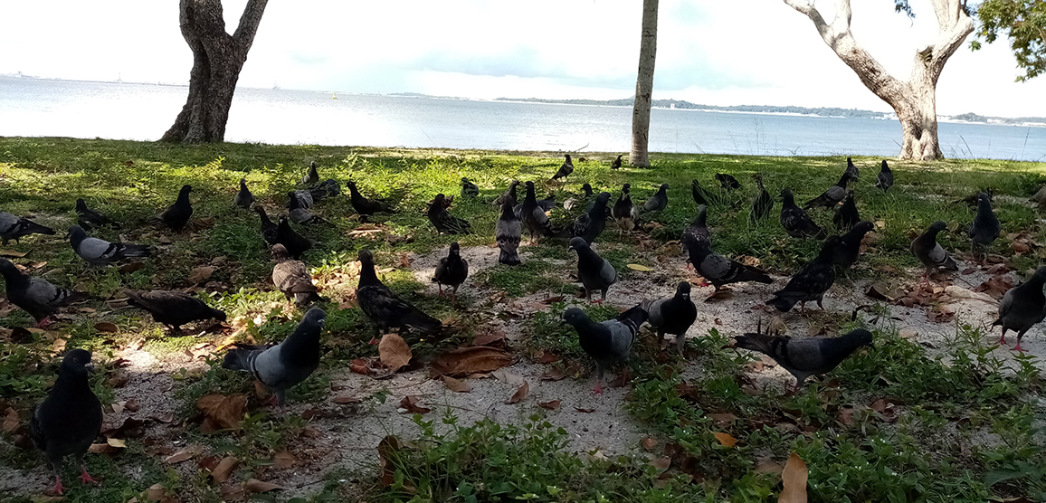 f:id:yangpingsan:20200605212600j:plain