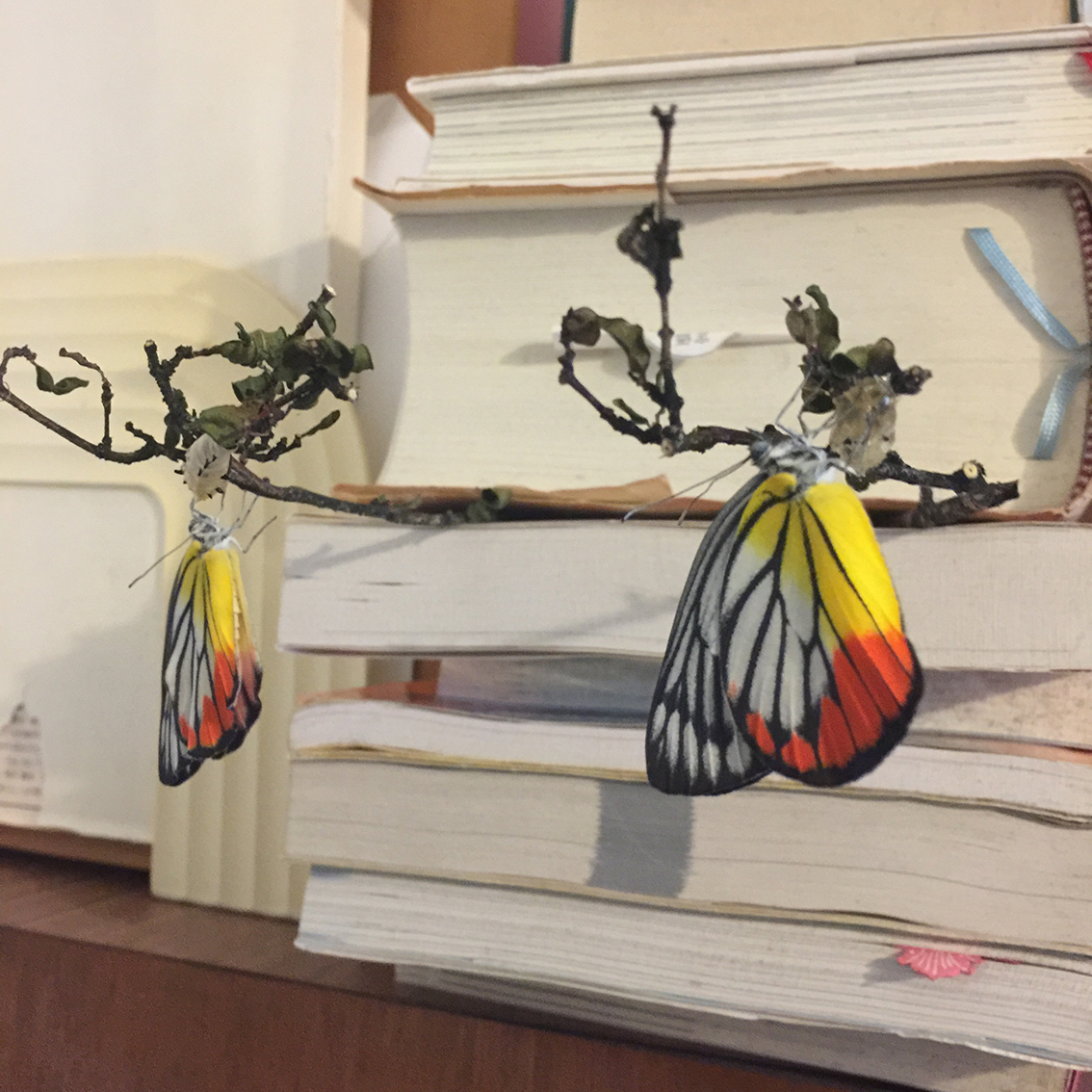 タテハチョウ科 - Wikiwand, image size:1134x1134