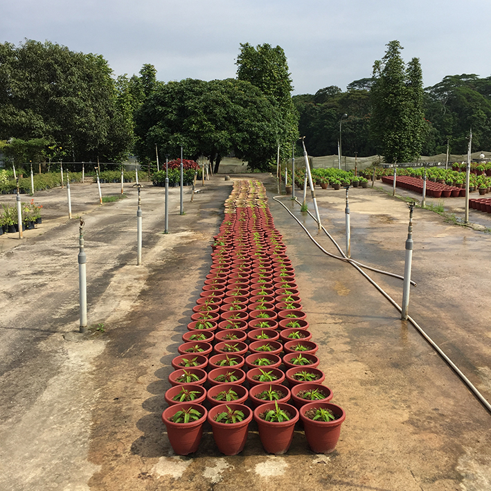 f:id:yangpingsan:20201226104949j:plain