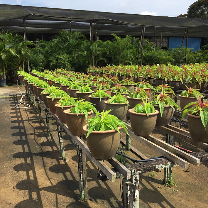 f:id:yangpingsan:20201226104953j:plain