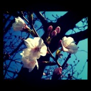 f:id:yangyi0312:20110405162432j:image:right