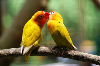Beternak Burung Lovebird Bisa Menambah Penghasilan Yaniy S Blog