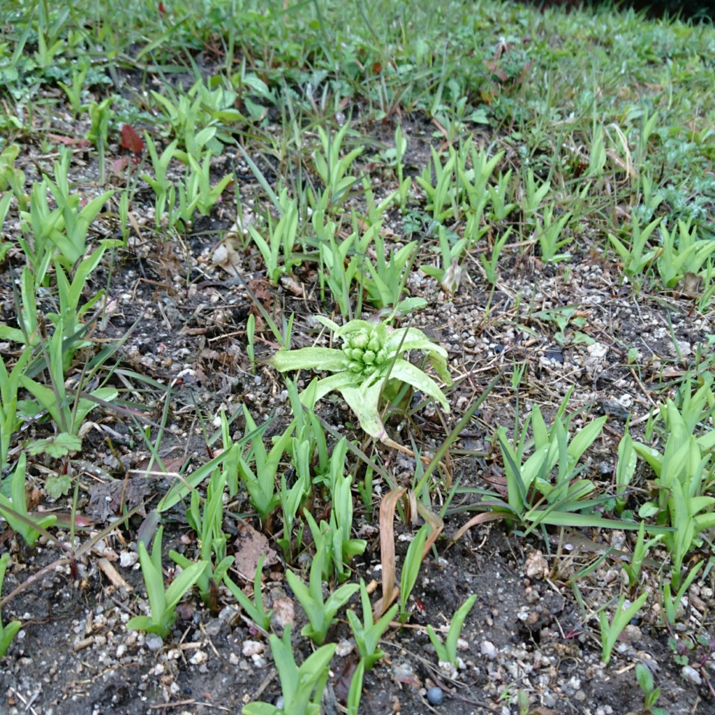 山菜 カンゾウ