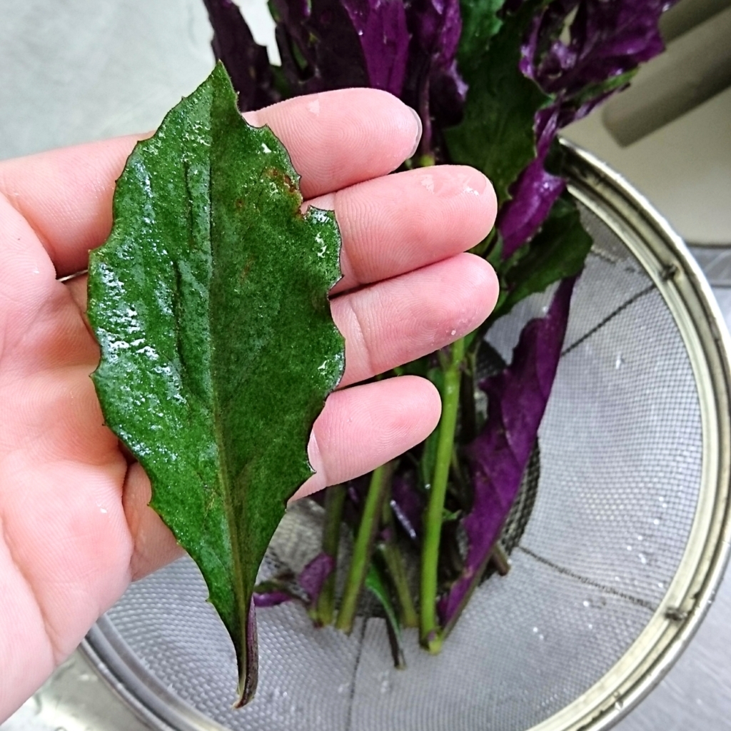 緑と紫の奇妙な葉 金時草 のお味は 休日野食家やのけんブログ 福岡 緑と紫の奇妙な葉 金時草 のお味は 休日野食家やのけんブログ 福岡