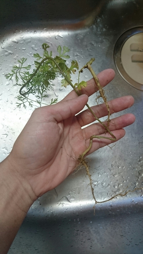 f:id:yanokenta32:20171101081954j:plain:w350