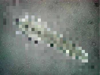 ニキビダニの画像です