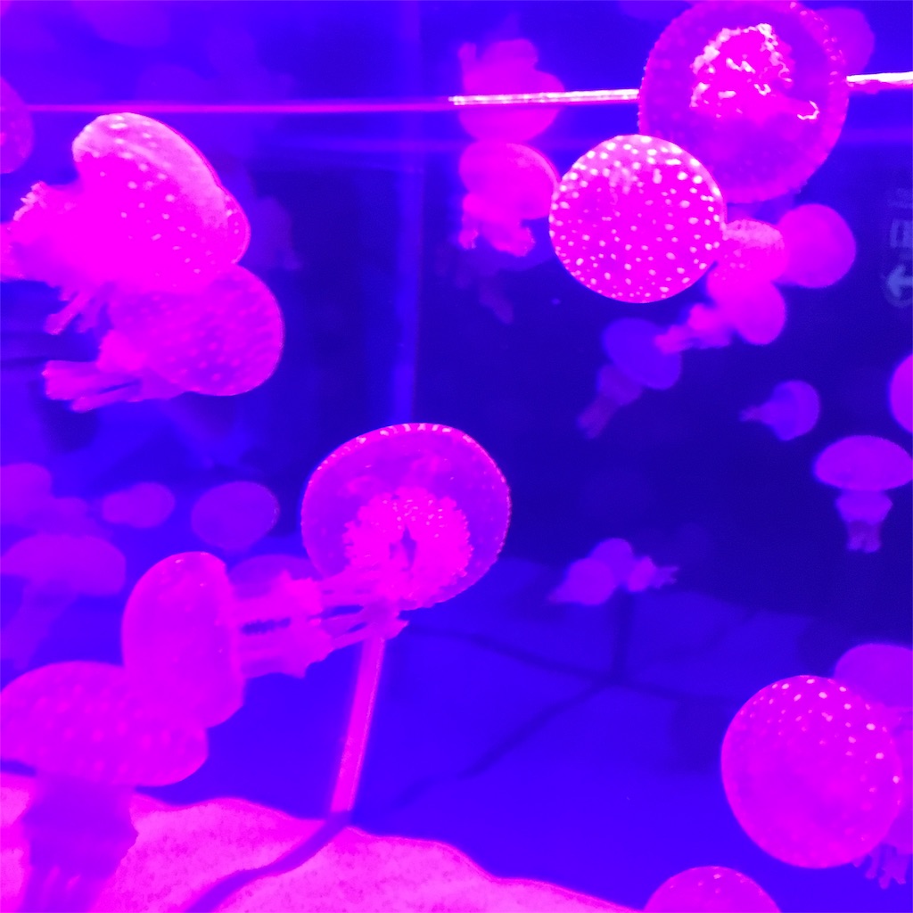 f:id:yanoyu22:20170815165430j:image