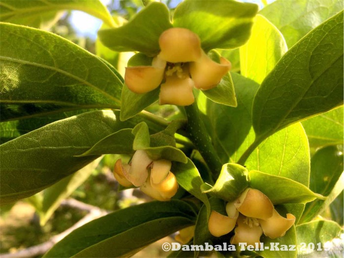 f:id:yanvalou:20190629102736j:plain