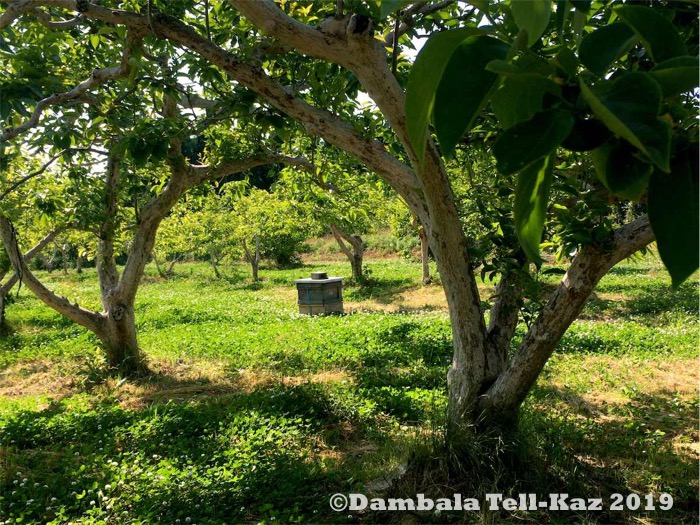 f:id:yanvalou:20190629102828j:plain