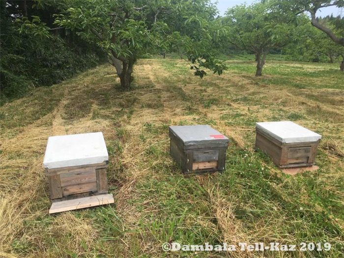 f:id:yanvalou:20190629102832j:plain